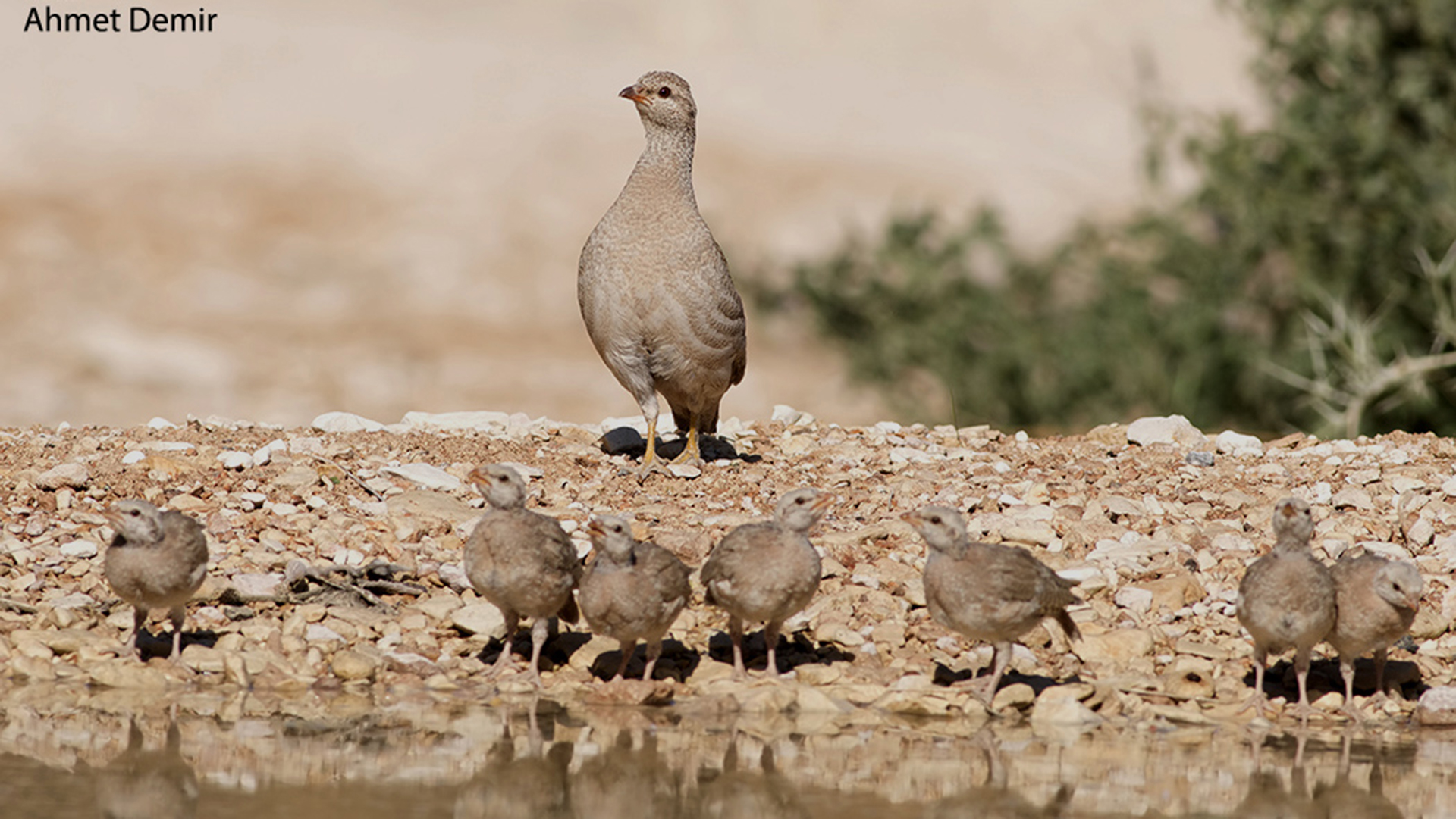 See-see Partridge